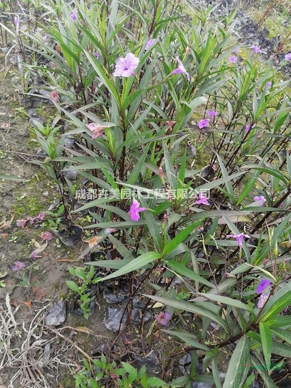 翠盧莉?qū)嵟膱D片，翠盧莉花壇布置介紹，翠盧莉哪里有