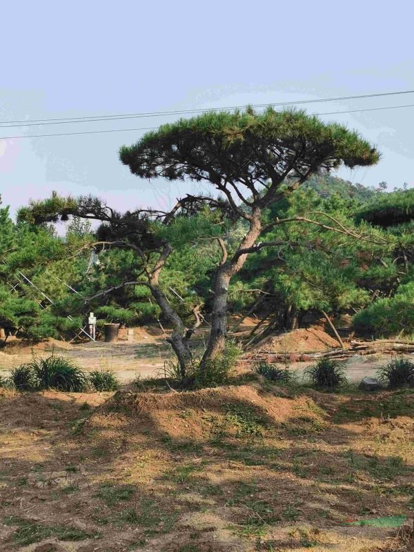 造型油松造型黑松造型松黑松盆景