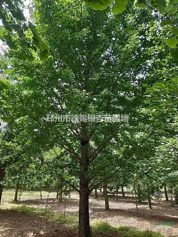 供应胸径25公分实生银杏树、价格1200元