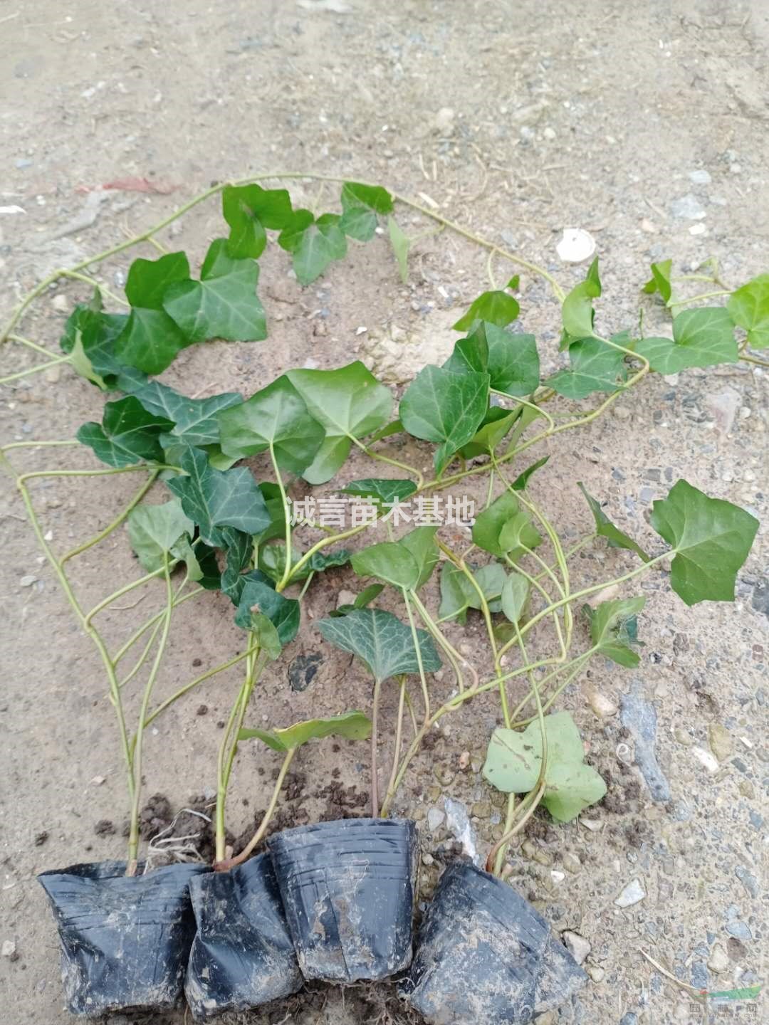 江蘇常州攀爬植物供應(yīng)，常春藤，花葉蔓，扶芳藤