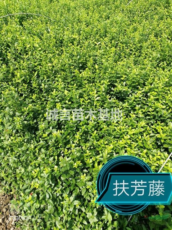 江蘇常州攀爬植物供應(yīng)，常春藤，花葉蔓，扶芳藤