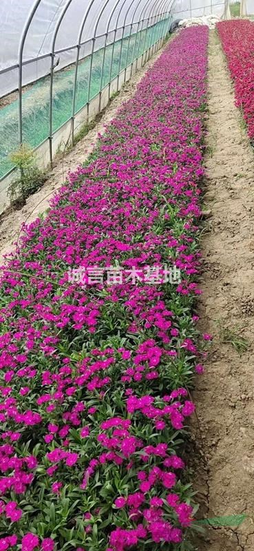 江蘇常州【四季時令草花】基地批發(fā) 太陽花，孔雀草，夏瑾等