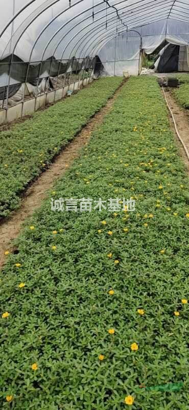 江蘇常州【四季時令草花】基地批發(fā) 太陽花，孔雀草，夏瑾等