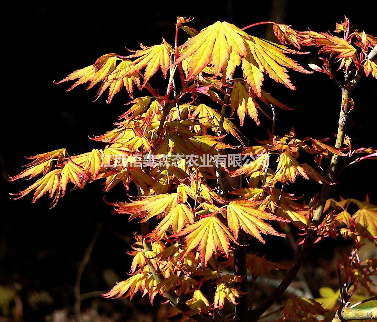 橙之夢(mèng)紅楓 橙之夢(mèng)紅楓1-2.5公分 江西日楓小苗基地