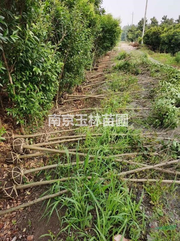 2020年3-4公分大葉女貞價(jià)格