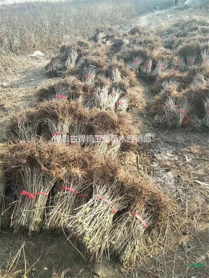 2年连翘苗价格 2分支3分支4分支连翘苗 2年多头连翘苗