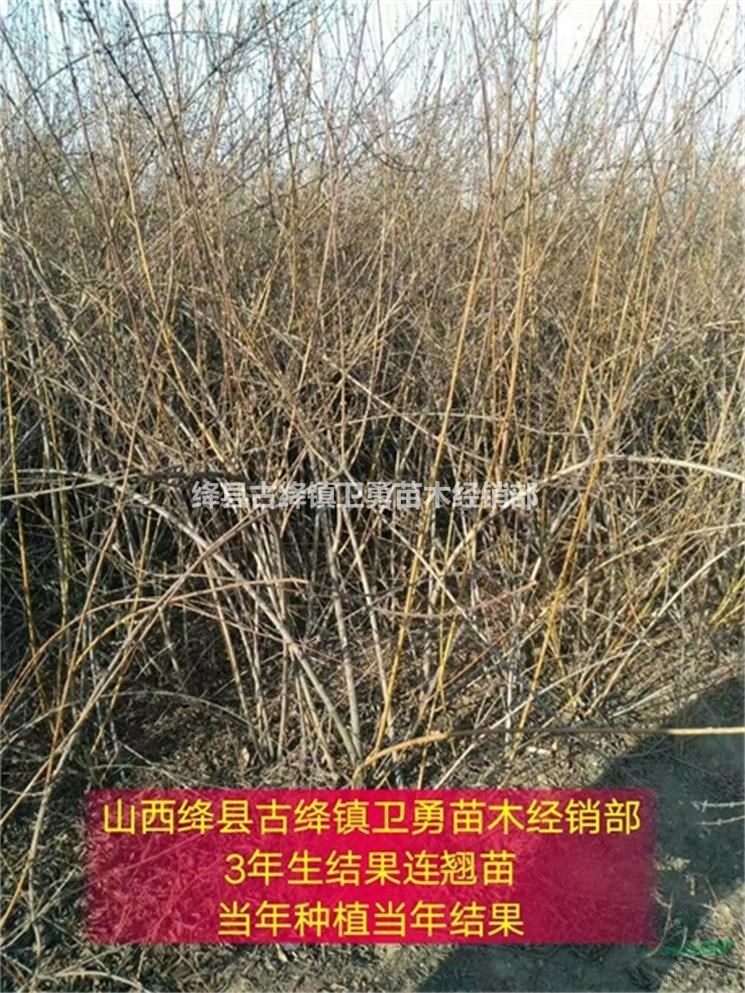 2020年连翘苗价格 2年连翘苗农户直销 1年连翘苗产地包邮