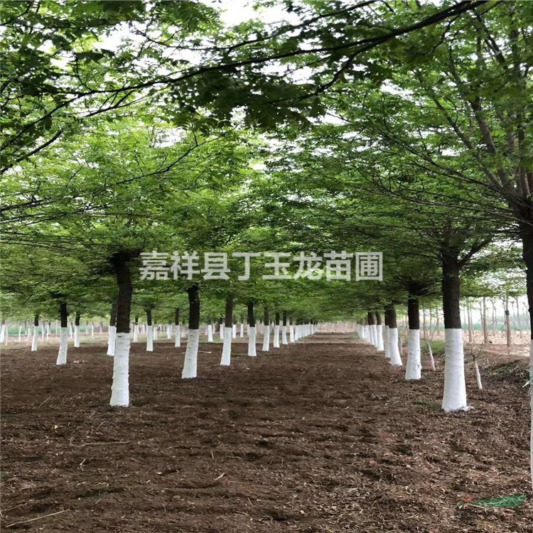 皂角樹8-40公分，桿直工程苗批發(fā)