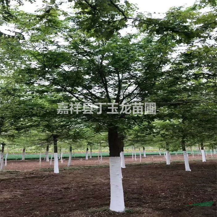 皂角樹8-40公分，桿直工程苗批發(fā)