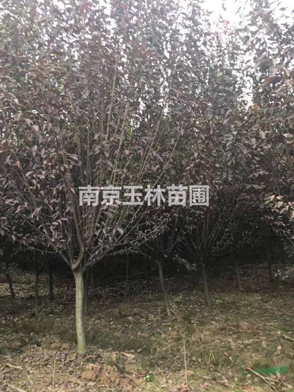 2020年5-6公分紫葉李價(jià)格
