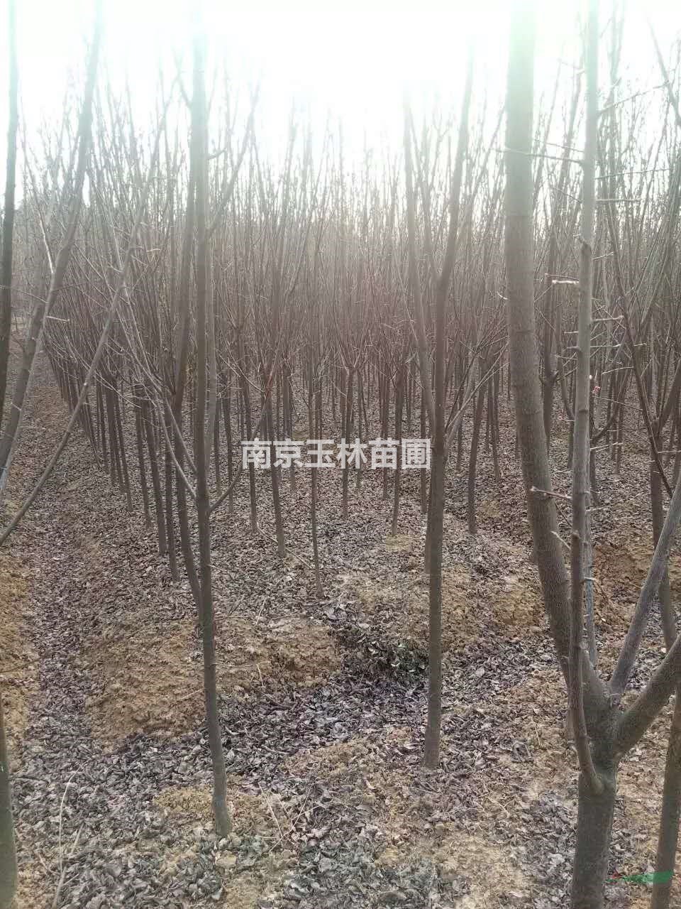 2020年10-12公分紫葉李價(jià)格