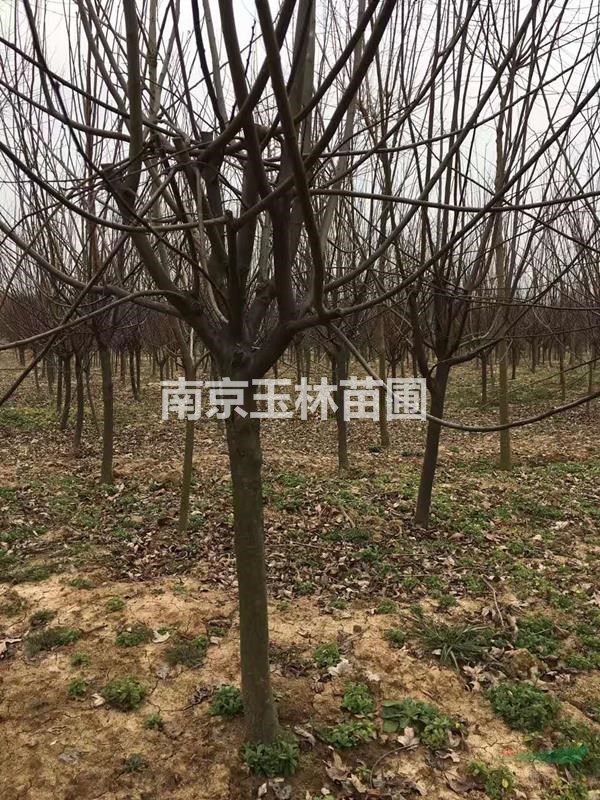 2020年10-12公分紫葉李價(jià)格