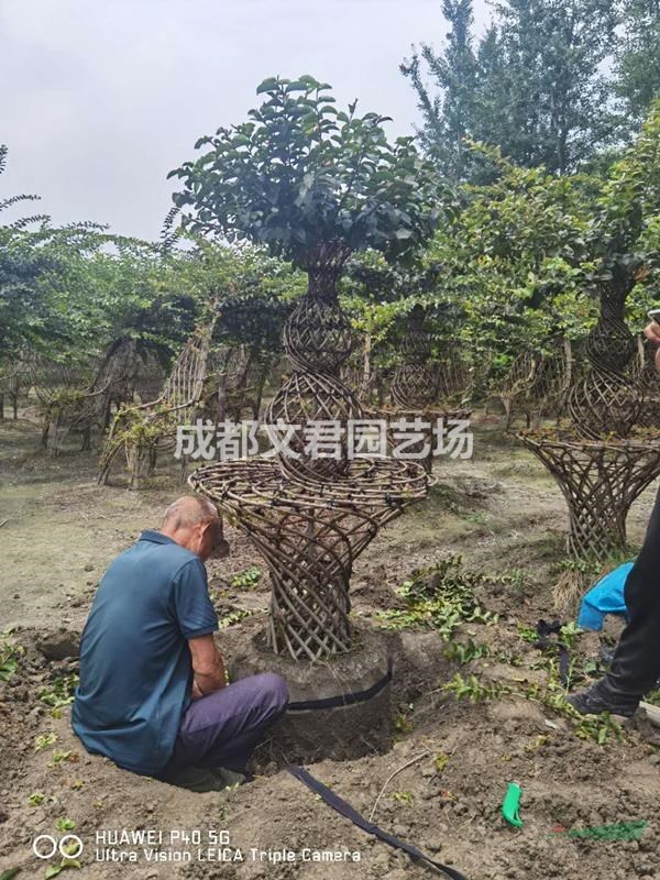 紫薇葫芦茶台出售