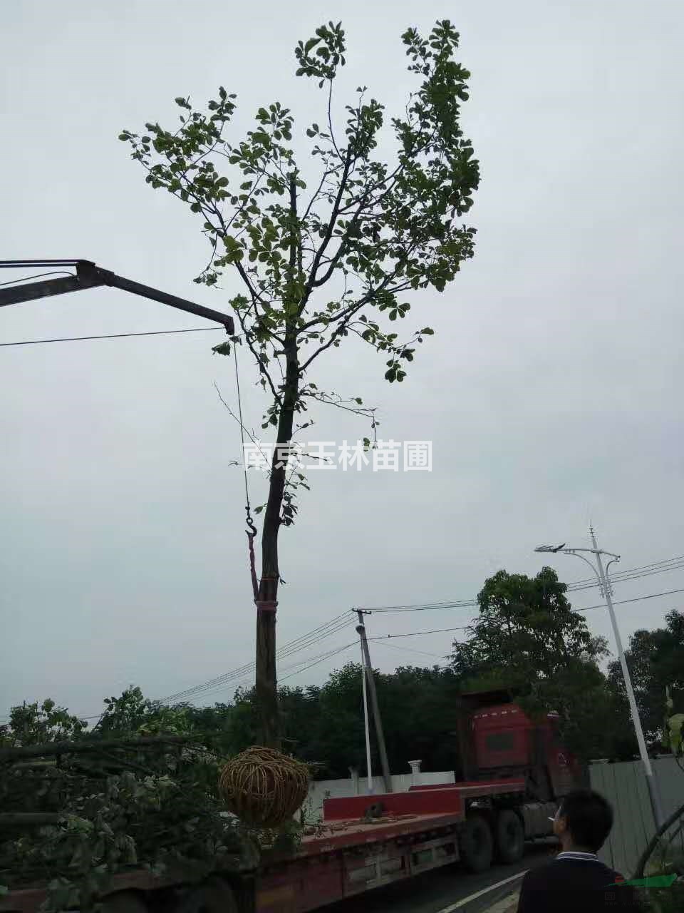 2020年10-12公分白玉蘭價(jià)格
