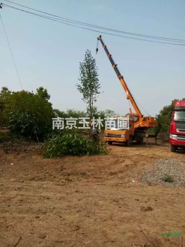 2020年15-16公分白玉蘭價格