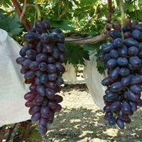 专业厂家直供 成活率高  价格美丽 葡萄树的寿命
