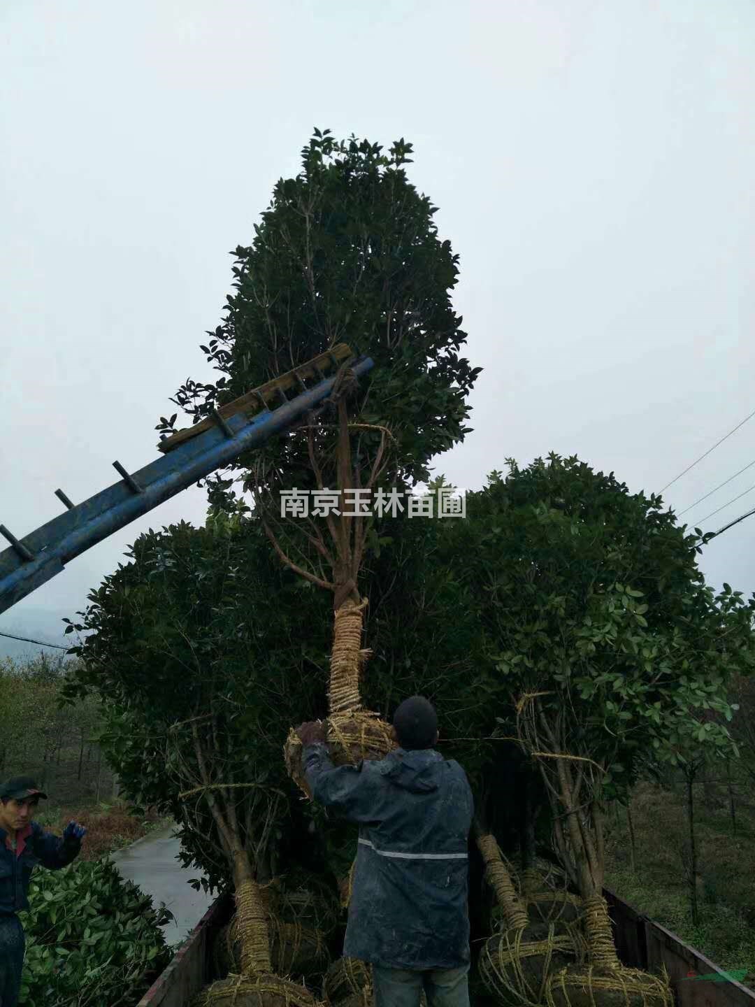 2020年6-8公分桂花價格