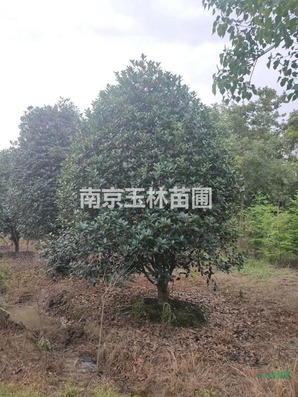 2020年10-12公分桂花價(jià)格