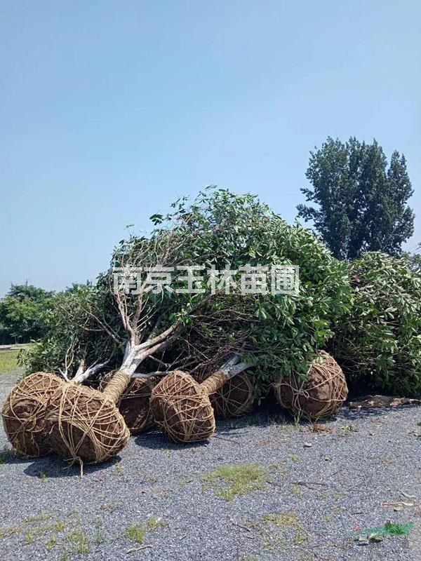 2020年16-18公分桂花價(jià)格