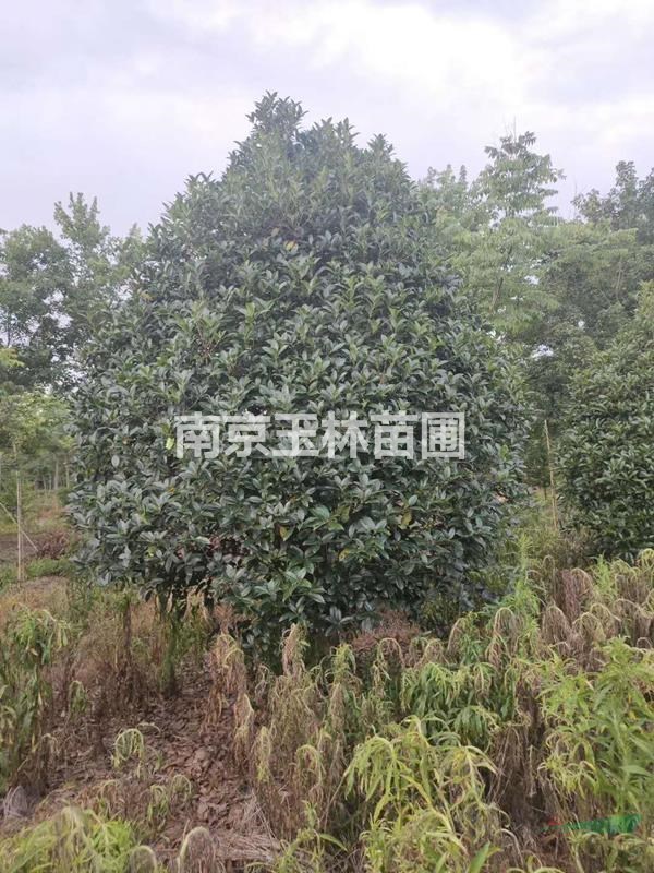 2020年16-18公分桂花價(jià)格
