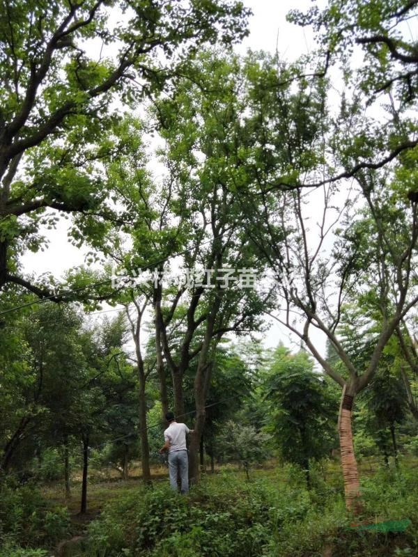 泗安乌桕树