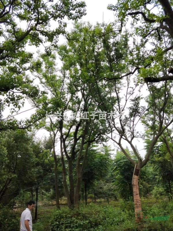 林城泗安乌桕