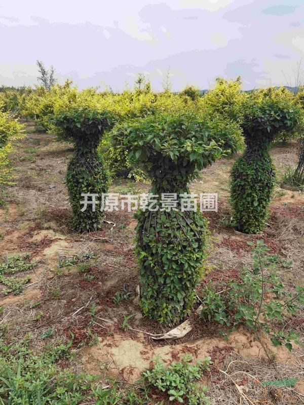 榆葉梅花瓶造型
