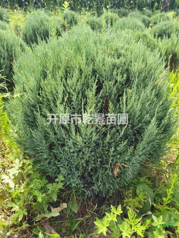 偃柏球