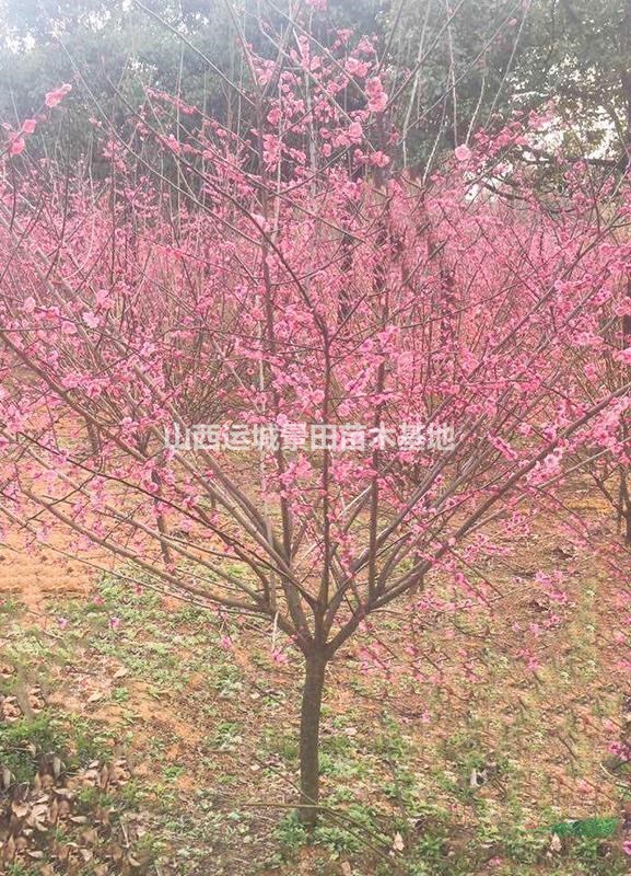 山西紅梅基地·10公分紅梅15公分紅梅20公分紅梅價(jià)格
