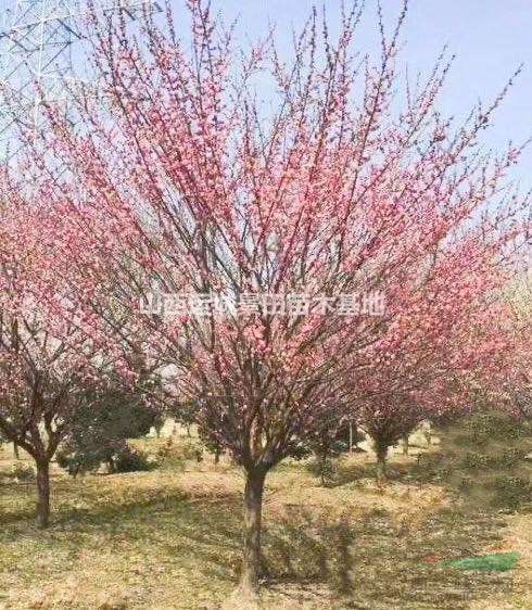 山西紅梅基地·10公分紅梅15公分紅梅20公分紅梅價(jià)格
