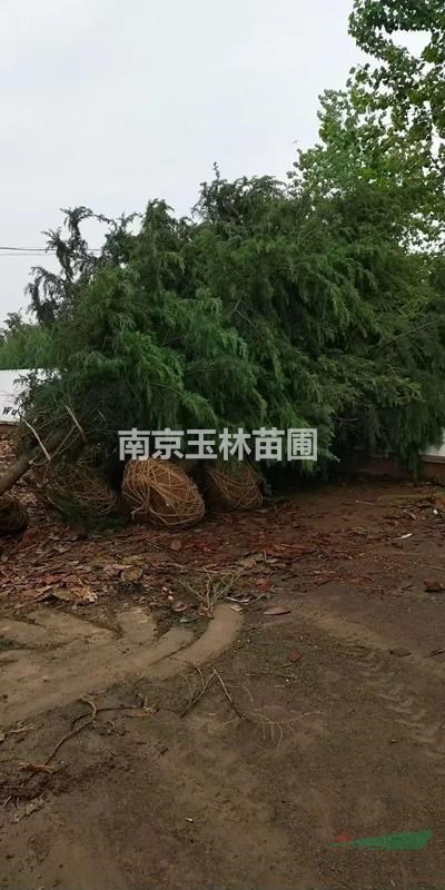 2020年1-8米雪松價格