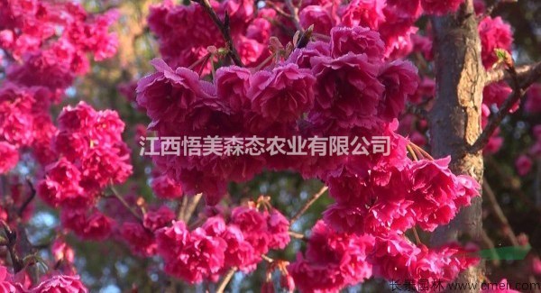 臺(tái)灣牡丹櫻過(guò)年開(kāi)花 花大紅 臺(tái)灣牡丹櫻1年生小苗