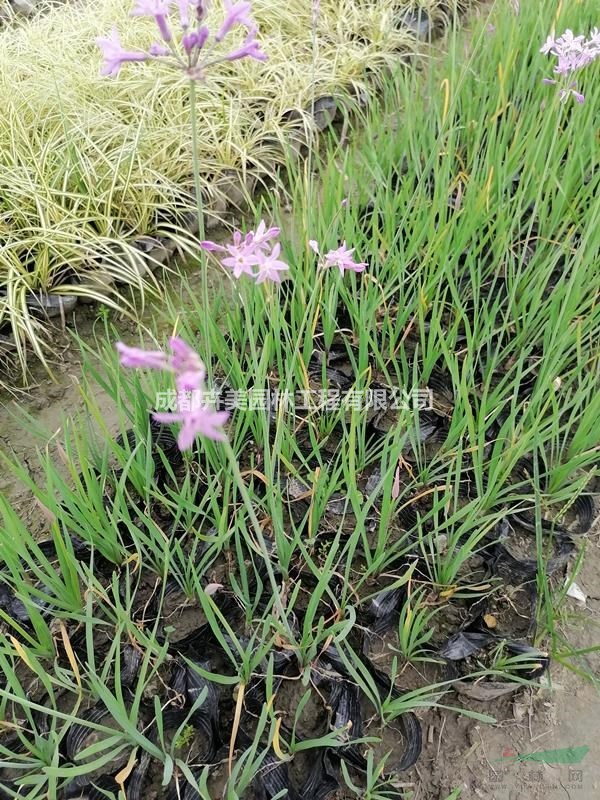 紫嬌花介紹。紫嬌花實拍圖片。紫嬌花哪里有，紫嬌花價格