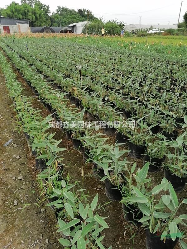 再力花是水生植物嗎。再力花實(shí)拍圖片，再力花介紹