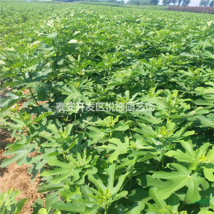 芭勞奈無花果苗價格幾月份成熟 一年芭勞奈多少錢一棵樹苗