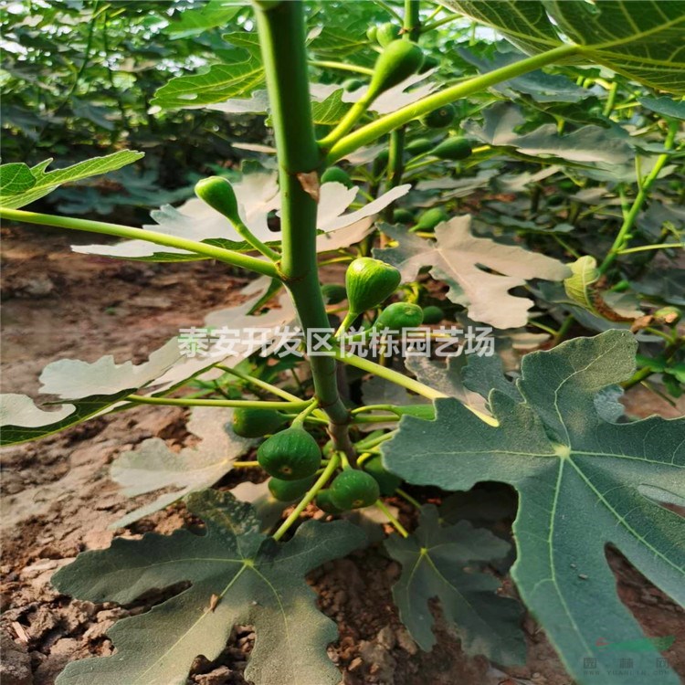 芭勞奈無花果苗價格幾月份成熟 一年芭勞奈多少錢一棵樹苗