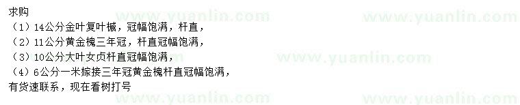 求購(gòu)金葉復(fù)葉槭、黃金槐、大葉女貞