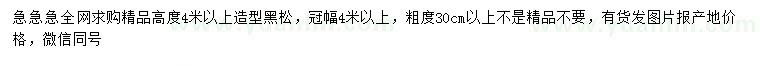求購高4米以上造型黑松