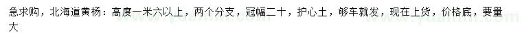求購高1.6米以上北海道黃楊