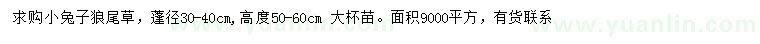 求購高50-60公分小兔子狼尾草