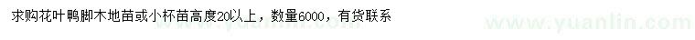 求購(gòu)高20公分以上花葉鴨腳木