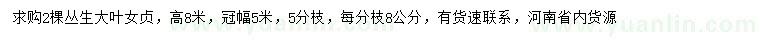求購(gòu)高8米叢生大葉女貞