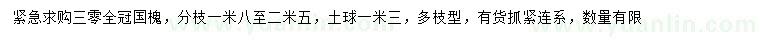 求購(gòu)30公分國(guó)槐