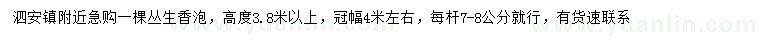 求購(gòu)高3.8米以上叢生香泡