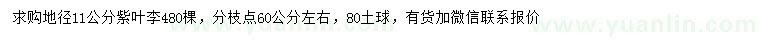 求購(gòu)地徑11公分紫葉李