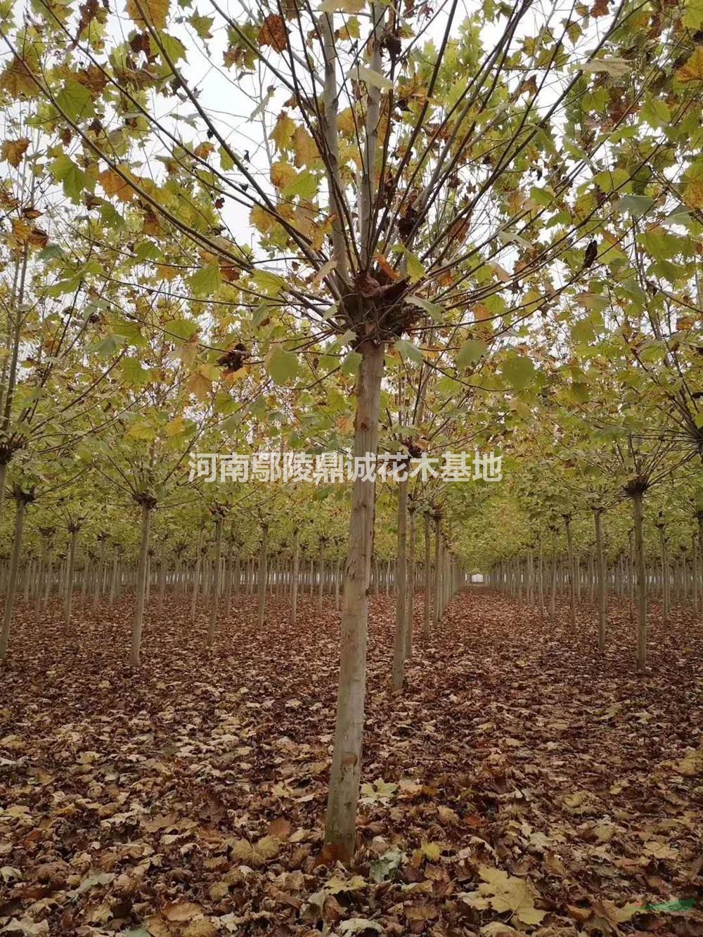 10公分的法桐苗圃现货，批发，大量低价出售图片/法桐报价