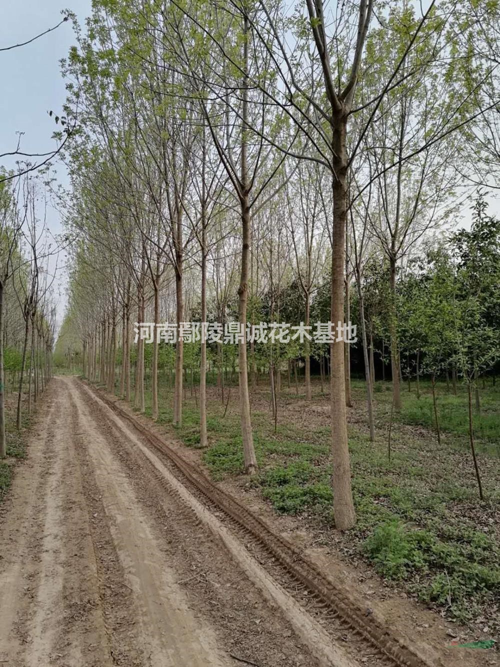 10公分的白蠟圖片苗圃現貨，批發價，大量低價出售/白蠟報價