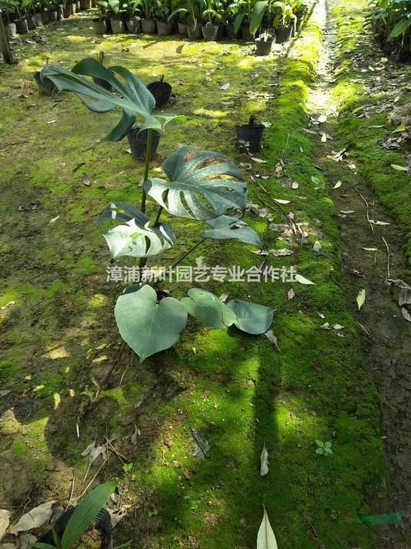 大小規(guī)格龜背竹 蓬萊焦 鐵絲蘭 穿孔喜林芋 洞洞竹基地