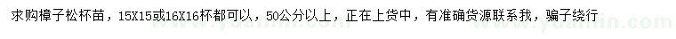 求購50公分以上樟子松