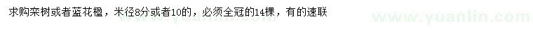 求購(gòu)米徑8、10公分欒樹(shù)、藍(lán)花楹